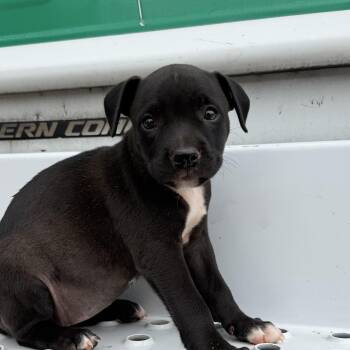 Samantha -  Pit Bull Terrier Dog for Adoption in Columbia, South Carolina - Samantha | PetCurious