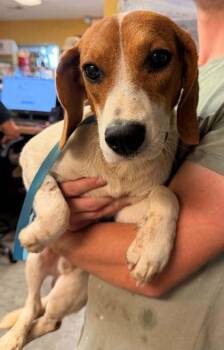 Tickles- Sponsored -  Beagle and Mixed Breed Dog for Adoption in Bowling Green, Kentucky - Tickles- Sponsored | PetCurious