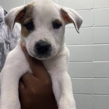 Spot -  Mixed Breed Dog for Adoption in Riverwoods, Illinois - Spot | PetCurious