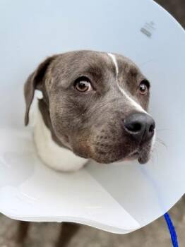 Mixed Breed Dogs Available for Adoption in New Orleans, Louisiana - Mona (Underdog) | PetCurious