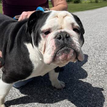 Kate Barlow -  English Bulldog Dog for Adoption in York, Pennsylvania - Kate Barlow | PetCurious
