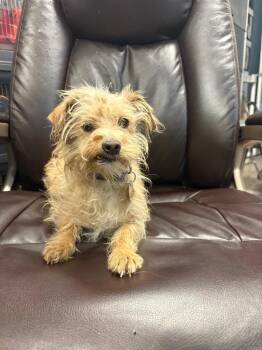 Chihuahua and Terrier Dogs Available for Adoption - Tuna Melt | PetCurious