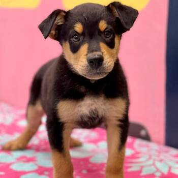 SHOOTOUT -  Mixed Breed Dog for Adoption in Edmond, Oklahoma - SHOOTOUT | PetCurious