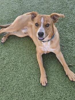 Boomer -  Cattle Dog and Mixed Breed Dog for Adoption in Daphne, Alabama - Boomer | PetCurious