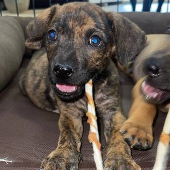 Rescue Labrador Retriever Dogs for Adoption in West Point, Mississippi - Tigger | PetCurious