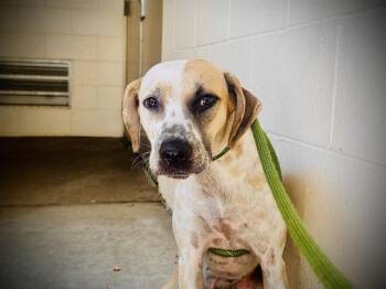 LEELA -  Pit Bull Terrier and Mixed Breed Dog for Adoption in Orlando, Florida - LEELA | PetCurious