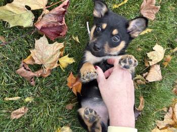 Rescue Shepherd Dogs for Adoption in Brantford, Ontario - Sabrina | PetCurious
