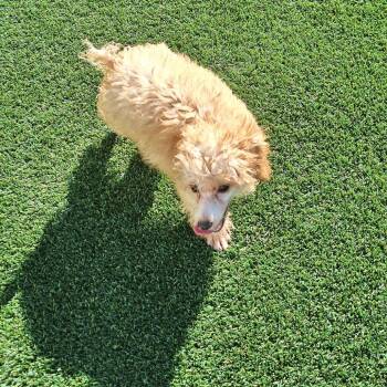 Mister Business 5279 -  Poodle and None Dog for Adoption in Loxahatchee Groves, Florida - Mister Business 5279 | PetCurious