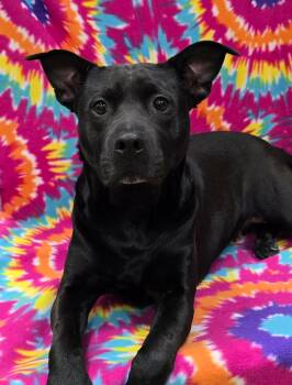 Mixed Breed Dogs Available for Adoption - Luna Belle | PetCurious