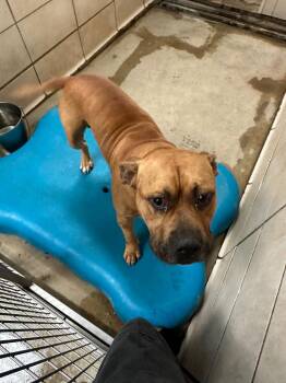 Eugene -  Mixed Breed Dog for Adoption in Bossier City, Louisiana - Eugene | PetCurious