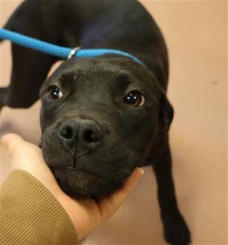 Mixed Breed Dogs Available for Adoption - BOUNCER | PetCurious