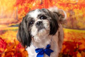 Rescue Shih Tzu Dogs for Adoption in Warner Robins, Georgia - Jerzee | PetCurious