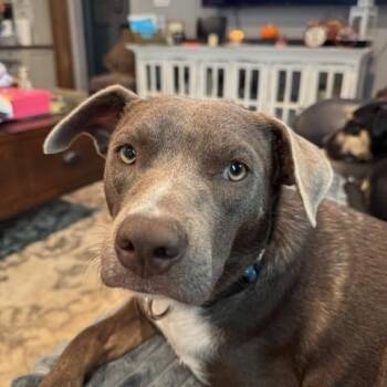 Rescue Labrador Retriever and Weimaraner Dogs for Adoption in Brookeville, Maryland - Mandy | PetCurious