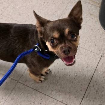 Chip -  Chihuahua Dog for Adoption in Martinsburg, West Virginia - Chip | PetCurious