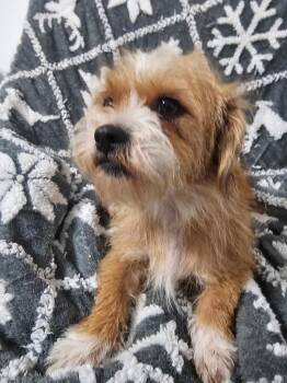 Delma BR14504-T LOCAL Adoption Event in Burlington 8/22 -  Shih Tzu Dog for Adoption in Missouri City, Texas - Delma BR14504-T LOCAL Adoption Event In Burlington 8/22 | PetCurious