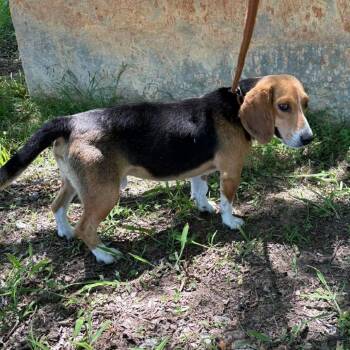 Beagle and Mixed Breed Dogs Available for Adoption in Hackett, Arkansas - Bart | PetCurious