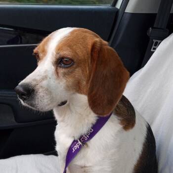 Beagle Dogs Available for Adoption in Macclesfield, North Carolina - Jessie | PetCurious