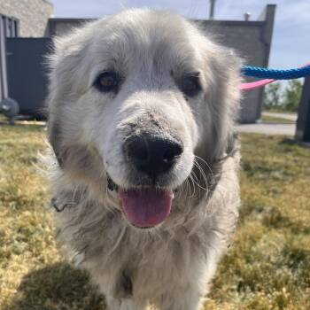 Von -  Great Pyrenees Dog for Adoption in Matteson, Illinois - Von | PetCurious