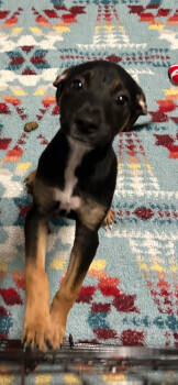 Rescue Shepherd and Mixed Breed Dogs for Adoption in Los Angeles, California - Kira | PetCurious