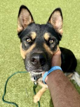 Peppa -  Mixed Breed Dog for Adoption in Wichita, Kansas - Peppa | PetCurious