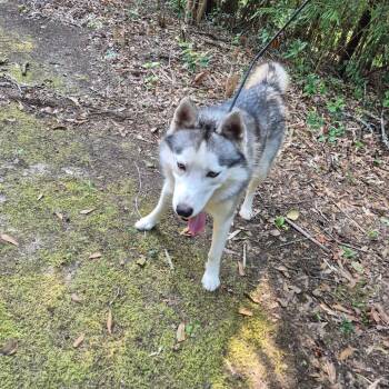 09/19/2026-Stray-SaintMarysRoad -  Husky Dog for Adoption in Columbus, Georgia - 09/19/2026-Stray-SaintMarysRoad | PetCurious