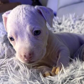 American Bully Dogs Available for Adoption - Giacomo | PetCurious
