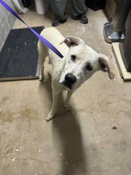 Rescue Mixed Breed Dogs for Adoption in Shelbyville, Tennessee - Salem | PetCurious