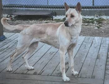 Griselda Freeport -  Husky Dog for Adoption in Westbury, New York - Griselda Freeport | PetCurious