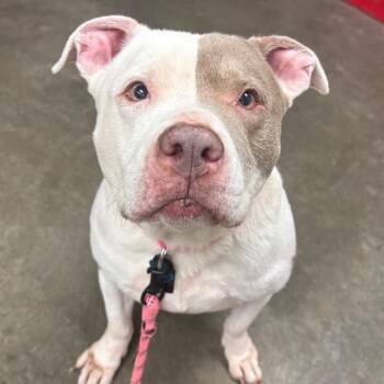 Nebula -  American Staffordshire Terrier and Pit Bull Terrier Dog for Adoption in Manhattan, Kansas - Nebula | PetCurious