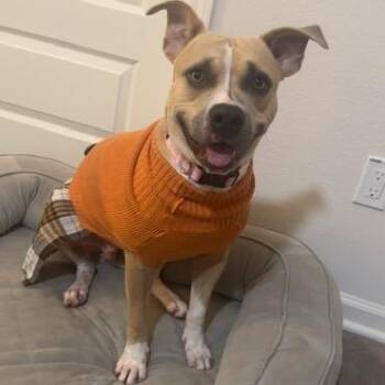 Dani -  American Staffordshire Terrier Dog for Adoption in Brookeville, Maryland - Dani | PetCurious