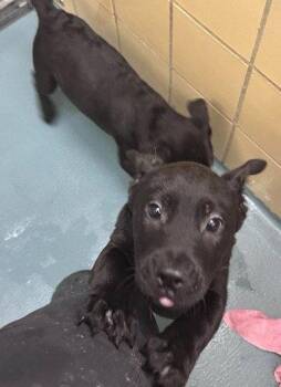 Sarafina -  Labrador Retriever and Staffordshire Bull Terrier Dog for Adoption in Evergreen, Colorado - Sarafina | PetCurious