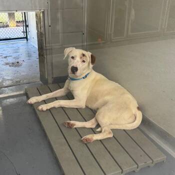 Seagram -  Terrier and Mixed Breed Dog for Adoption in Galax, Virginia - Seagram | PetCurious