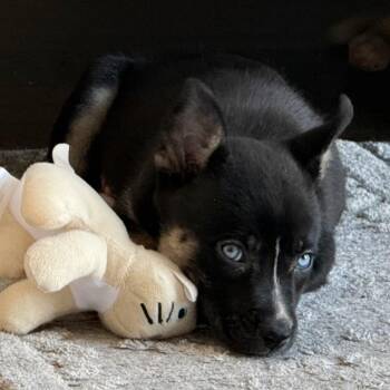 Mercy -  Husky and Mixed Breed Dog for Adoption in Pacifica, California - Mercy | PetCurious