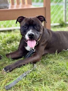 Rescue Mixed Breed Dogs for Adoption in West Chester, Pennsylvania - Bowser | PetCurious