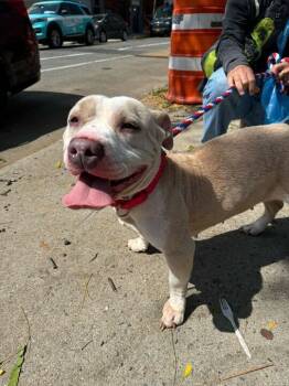 Rescue Mixed Breed Dogs for Adoption in New York, New York - Nina | PetCurious