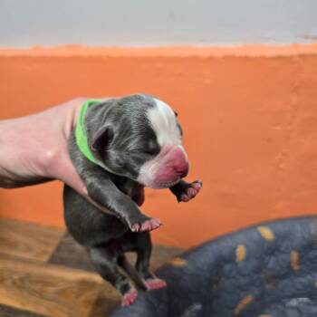 English Bulldog and Boston Terrier Dogs Available for Adoption - Iris | PetCurious