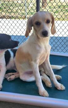 Cream -  Terrier and Mixed Breed Dog for Adoption in Severance, Colorado - Cream | PetCurious