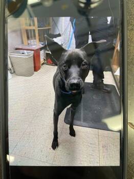Labrador Retriever Dogs Available for Adoption in Stockton, California - MAGI | PetCurious