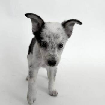 Alison -  Mixed Breed Dog for Adoption in Brentwood, Missouri - Alison | PetCurious
