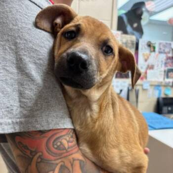 Shepherd Dogs Available for Adoption in Corpus Christi, Texas - Jax | PetCurious