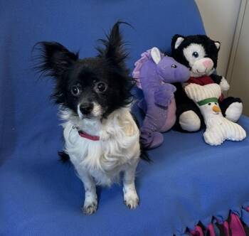 Papillon Dogs Available for Adoption in Cedartown, Georgia - Figgy | PetCurious
