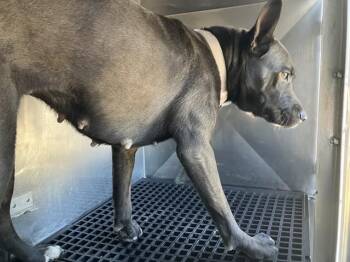 DEMI -  Mixed Breed Dog for Adoption in Dallas, Texas - DEMI | PetCurious
