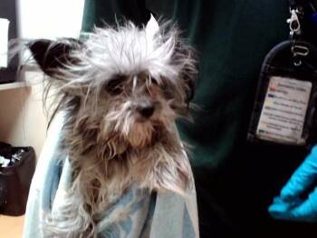 SPARKY -  Terrier and Mixed Breed Dog for Adoption in Martinez, California - SPARKY | PetCurious