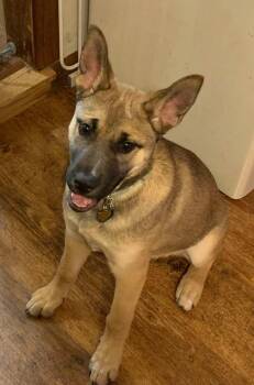 Rescue German Shepherd Dog and Siberian Husky Dogs for Adoption in Greenfield, Ohio - Onyx | PetCurious