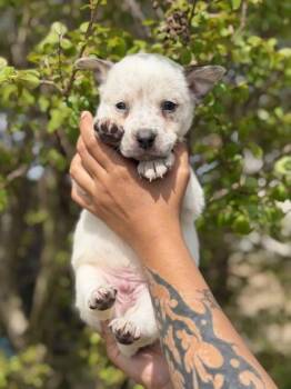 Australian Shepherd and Mixed Breed Dogs Available for Adoption in Morton Grove, Illinois - Beau | PetCurious