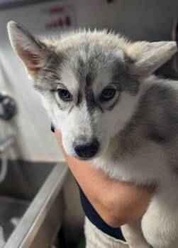 Blair -  Siberian Husky and Mixed Breed Dog for Adoption in Divide, Colorado - Blair | PetCurious