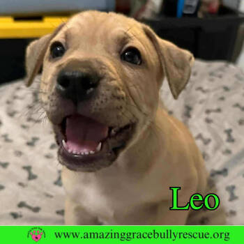 Rescue Black Mouth Cur Dogs for Adoption in Pensacola, Florida - Leo | PetCurious