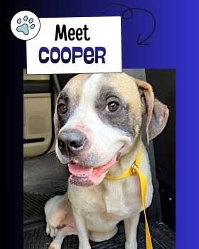 Cooper -  Boxer Dog for Adoption in Sulphur, Kentucky - Cooper | PetCurious