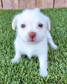 Rescue Terrier and Chihuahua Dogs for Adoption in Corona, California - Becca | PetCurious