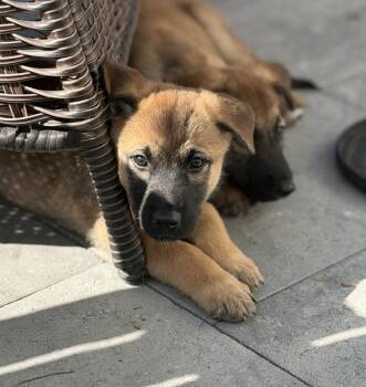 Sullivan -  Shepherd Dog for Adoption in Denver, Colorado - Sullivan | PetCurious
